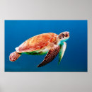 Suche nach blauer ozean poster Schildkröte