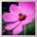 Suche nach honigbienen poster Für sie