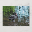 Suche nach schwarzer schwan postkarten Natur