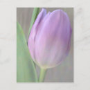 Suche nach tulip postkarten Blüten