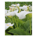Suche nach calla poster Lily