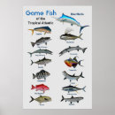 Suche nach tropische fische poster Ozean