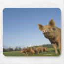 Suche nach wenn schweine mousepads Natur