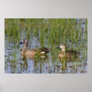 Suche nach weibchen poster Superstock