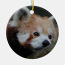 Suche nach roter panda ornamente Foto