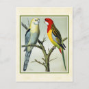 Suche nach rosella poster Natur