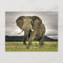 Suche nach afrikanischer elefant postkarten Natur