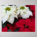 Suche nach weihnachtsblumen poster Poinsettia