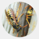 Suche nach wespe aufkleber Insekt