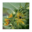 Suche nach sonnenblume fliesen Natur