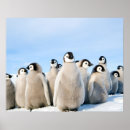 Suche nach pinguin poster Wild lebende tiere