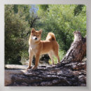 Suche nach shiba poster Inu