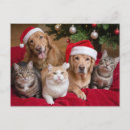 Suche nach niedliche weihnachtskatzen poster Santa claus