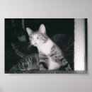 Suche nach neugierige katze poster Foto