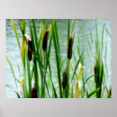 Suche nach cattails Gras