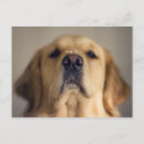 Suche nach nose poster Welpen