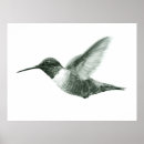 Suche nach hummingbird poster Zeichnend