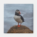 Suche nach puffin magnete Natur