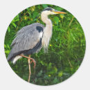 Suche nach heron aufkleber Weitvogel