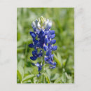 Suche nach texas bluebonnet postkarten Texas staat blume