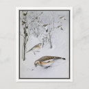 Suche nach vogel im winter poster Botanisch
