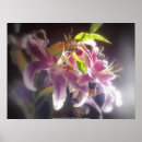 Suche nach stargazer lilie poster Blume