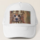 Suche nach yorkie kappen Australischer silky terrier