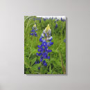 Suche nach lupinen poster leinwandbilder Texas
