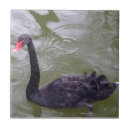 Suche nach schwarzer schwan fliesen Foto