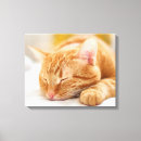 Suche nach tabbykatzen poster Junges tier