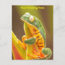 Suche nach tropischer frosch poster Regenwald