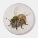 Suche nach insekten magnete Honigbienen