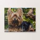 Suche nach yorkie puzzle Welpen