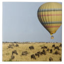 Suche nach masai fliesen Herde