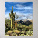 Suche nach saguaro cactus poster Fotografie