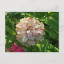 Suche nach zinnia blume postkarten Sommer