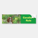 Suche nach spaniel autoaufkleber Kavalier
