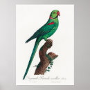Suche nach parkett poster Papageien