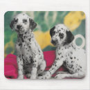 Suche nach dalmatiner mousepads Hunde
