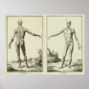 Suche nach muskeln poster Anatomie