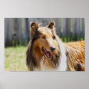 Suche nach rough collie poster Hund