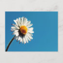 Suche nach bla bla bla alle postkarten Blume