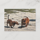 Suche nach dackeln Daschund