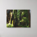 Suche nach redwood leinwandbilder Wald