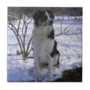 Suche nach englisch fliesen Kaninchen