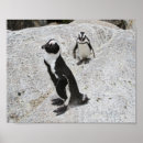 Suche nach afrikanischer pinguin poster Pinguine