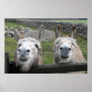 Suche nach esel poster Maultier