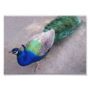 Suche nach vogel fotos poster Pfau