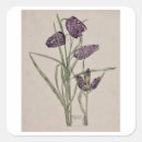 Suche nach mackintosh Blume