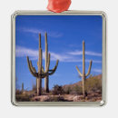Suche nach kaktus ornamente Arizona